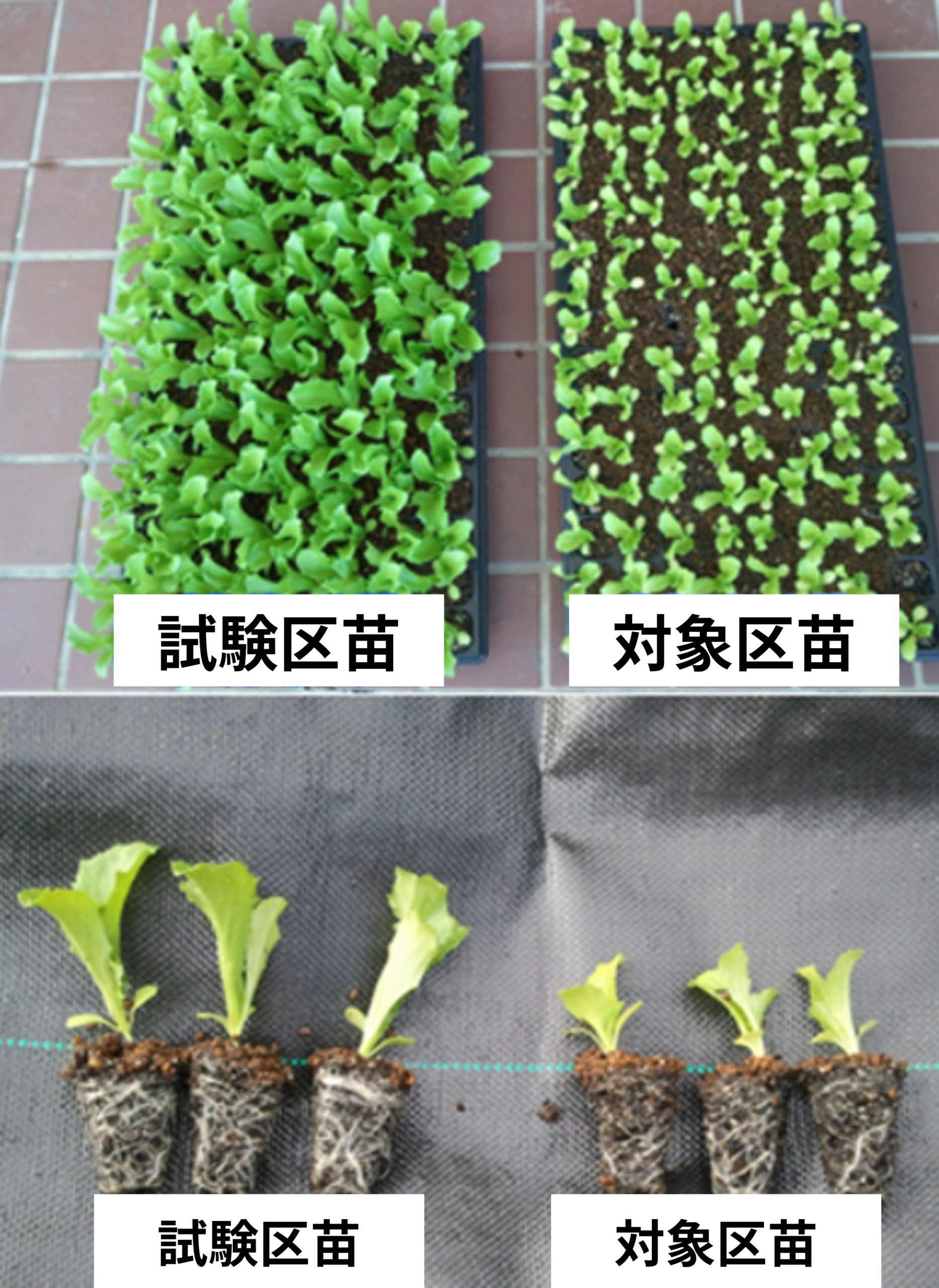 シーソル試験区苗