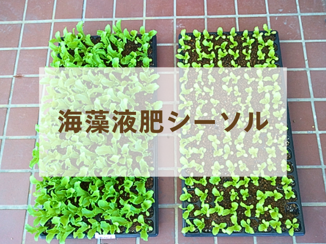 農業用 肥料・液肥 シーソル