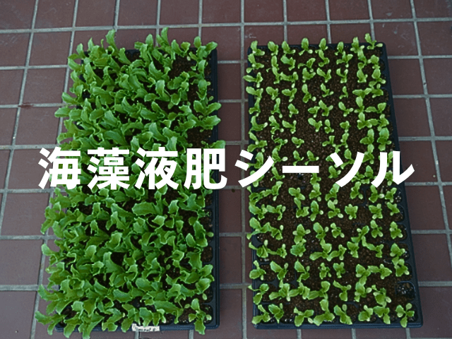 農業用 肥料 液肥 シーソル seasol